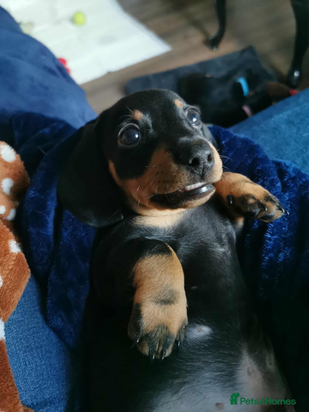 Dachshund dogs for sale: Smooth hair black and tan dachshund  - Image 4