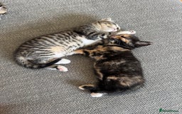 Mixed Breed cats for sale: Mixed Ragdoll / Tabby Adorable Kittens  - Image 23