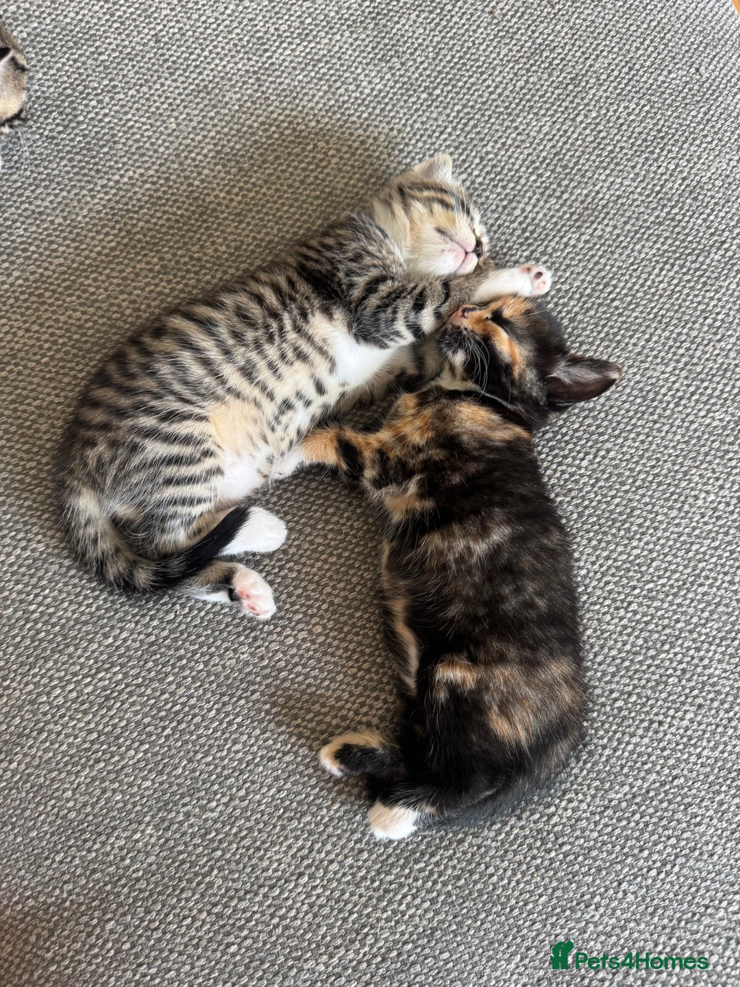 Mixed Breed cats for sale: Mixed Ragdoll / Tabby Adorable Kittens  - Image 23