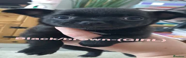Chihuahua Puppy 4