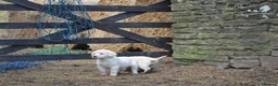 Labradoodle dogs for sale: Lovely Labradoodle Puppies - Advert 7