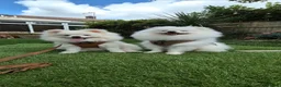 Pomeranian dogs for sale: Quality Pomeranian Boy Puppies - Advert 7