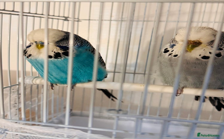 Budgerigars birds - Advert 1