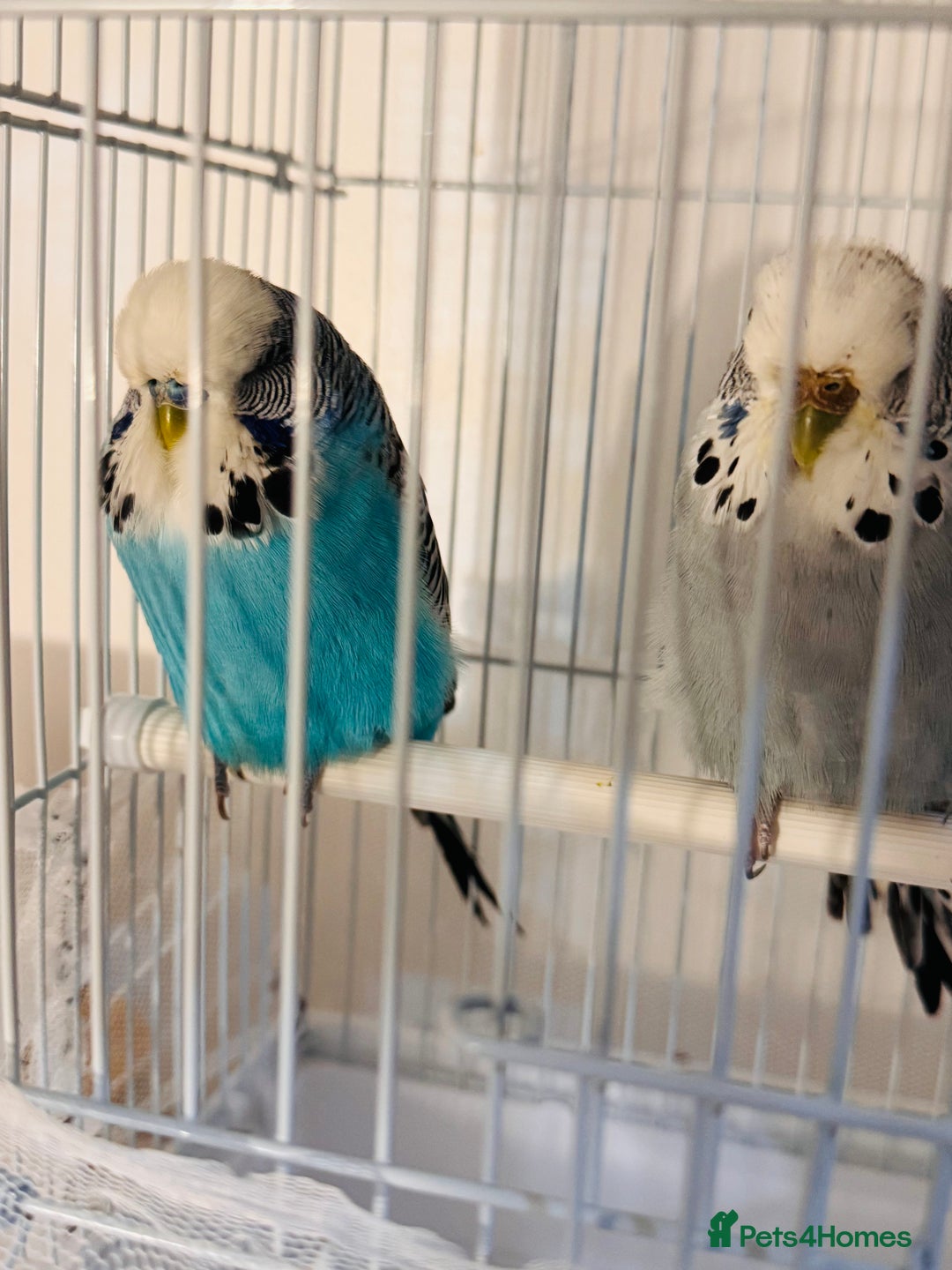 Budgerigars birds for sale: Pair of budgies - Image 1