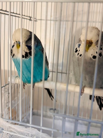 Budgerigars birds - Advert 3