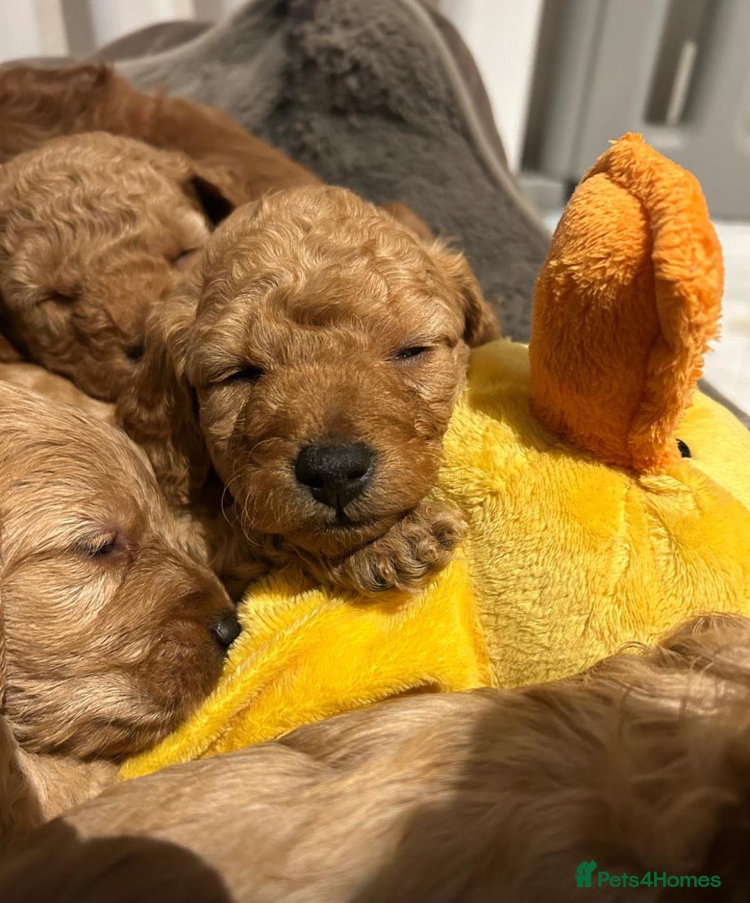 Cockapoo dogs for sale: Amazing miniature F1b cockapoo  - Advert 7