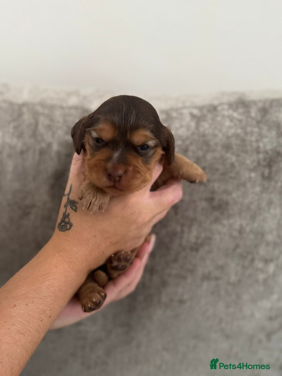 Cocker Spaniel dogs for sale: Show cocker spaniel puppies  - Image 7