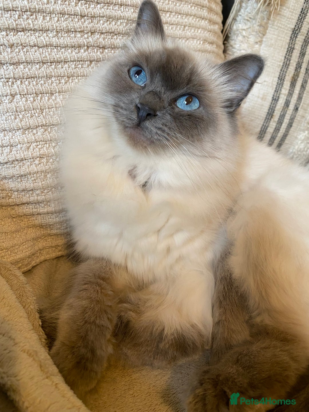 Ragdoll cats for sale: Ragdoll looking for new home  - Image 2