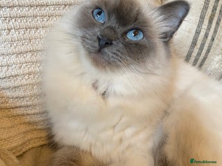 Ragdoll cats - Advert 4