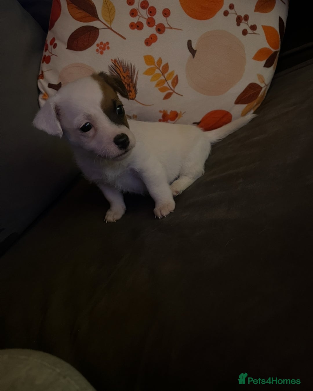 Jack Russell dogs for sale: Jack Russell puppies for sale  - Image 3