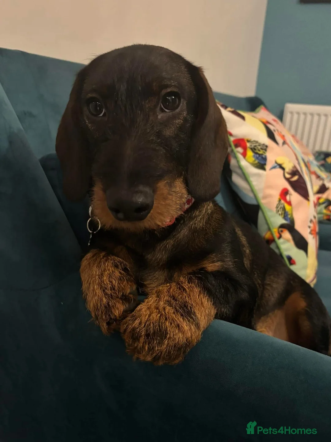 Dachshund dogs for stud: CHAMPION LINES 0% COI WIREHAIRED DACHSHUND STUD  in Stockton-on-Tees - Advert 20