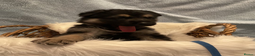 German Shepherd Puppy 5