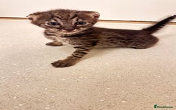 Savannah cats for sale: Stunning F3 Savannahs - Image 7