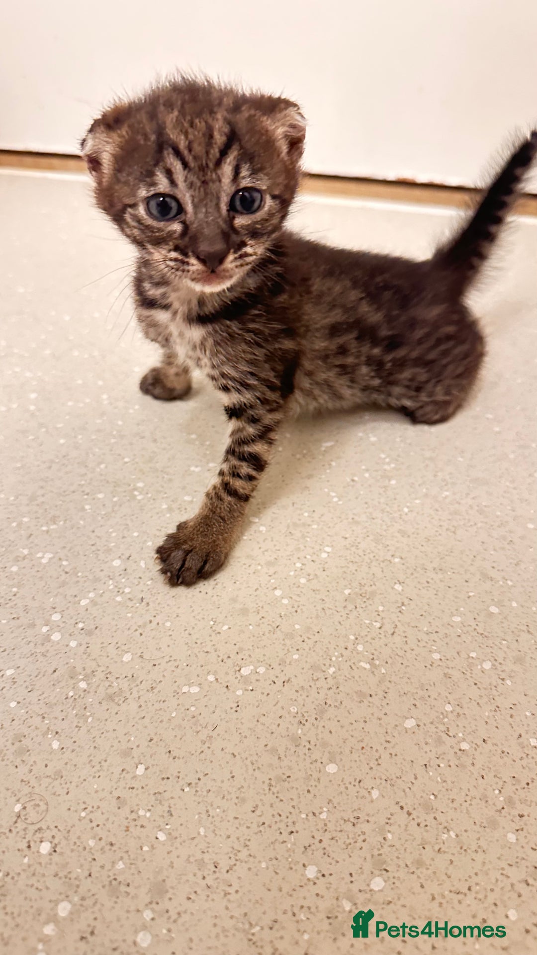 Savannah cats for sale: Stunning F3 Savannahs - Image 7