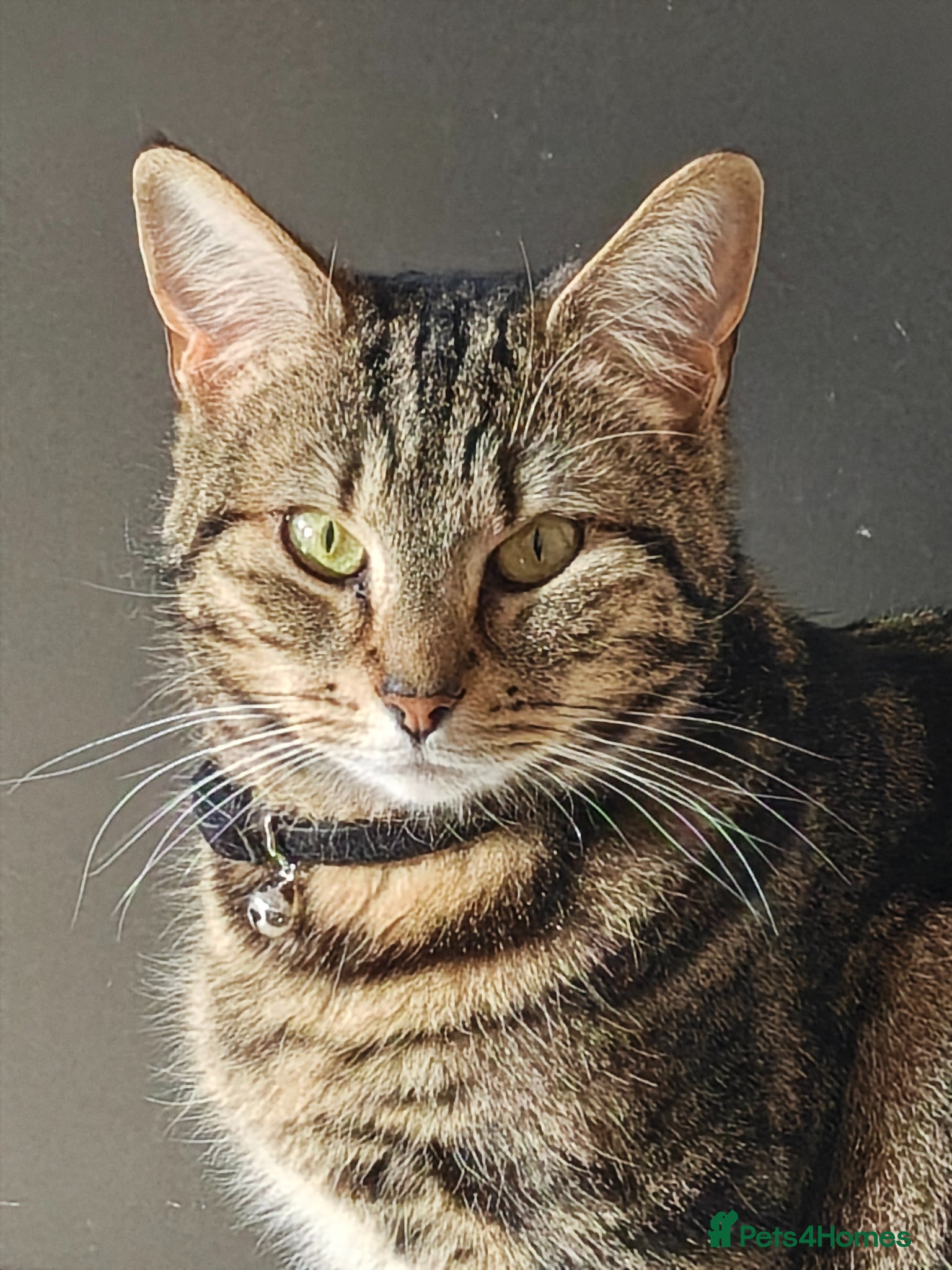 Bengal cats Bagheera - Advert 5