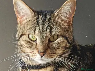 Bengal cats Bagheera - Advert 5