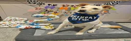 Mixed Breed dogs for adoption: Bingo for adoption in Hailsham - Advert 13