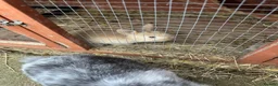Dwarf Lop rabbits for sale: Dwarf bunnies - Advert 5