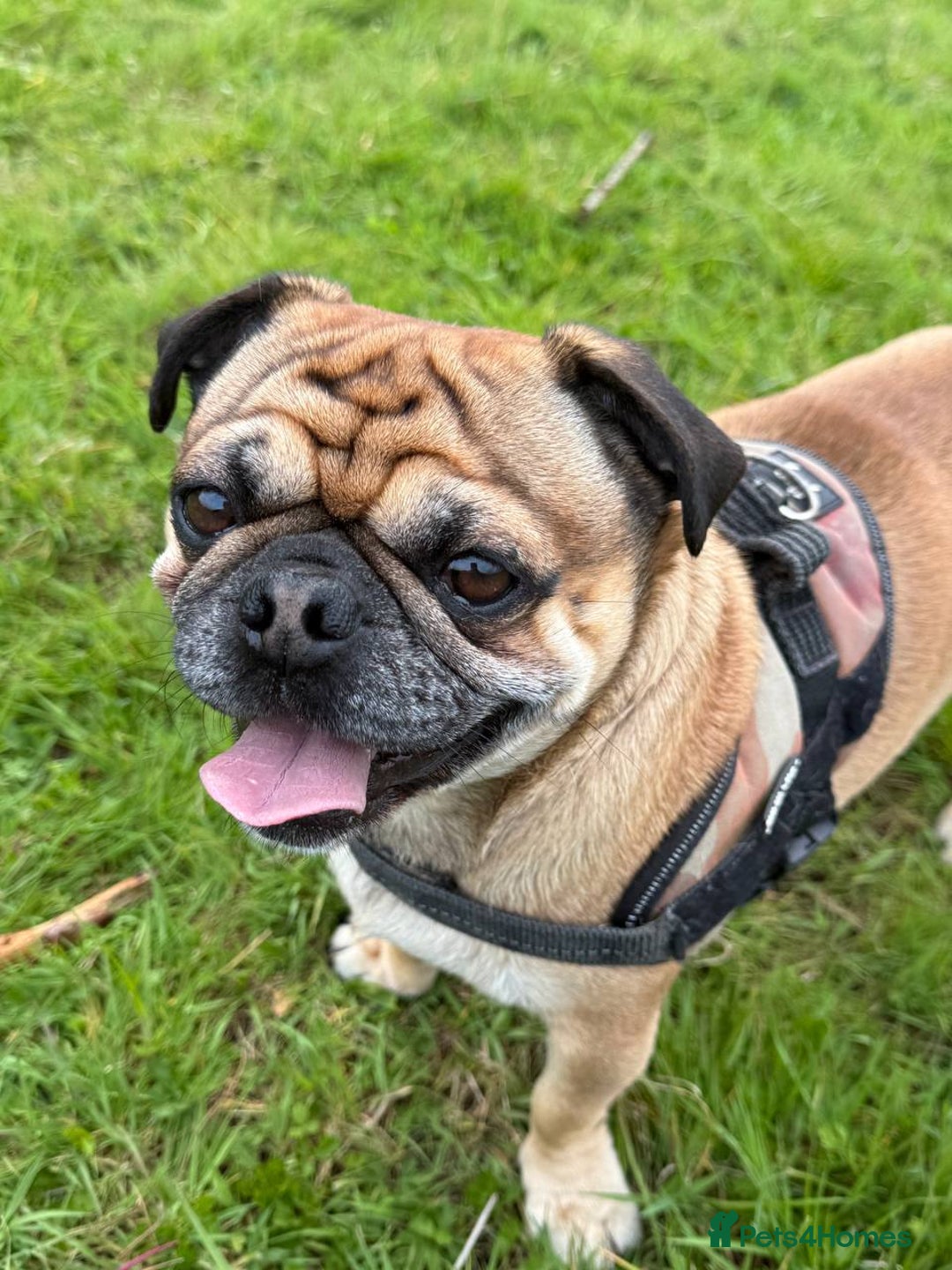 Pug dogs for stud: For Stud - Apricot Fawn Pug Benson. - Image 14