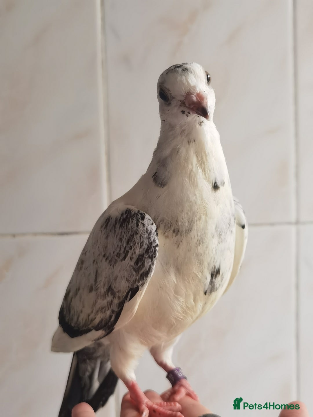 Pigeons birds for sale: Pigeons [Semi Hand-Raised] - Fancy & Racing Breeds - Advert 15