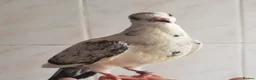 Pigeons birds for sale: Pigeons [Semi Hand-Raised] - Fancy & Racing Breeds - Advert 15