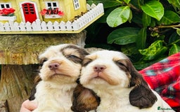 Cocker Spaniel dogs for sale: KC Show cocker spaniel pups chocolate Sable Roan   - Image 14