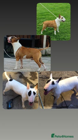 English Bull Terrier dogs Kc registered English bull terrier puppies - Advert 1