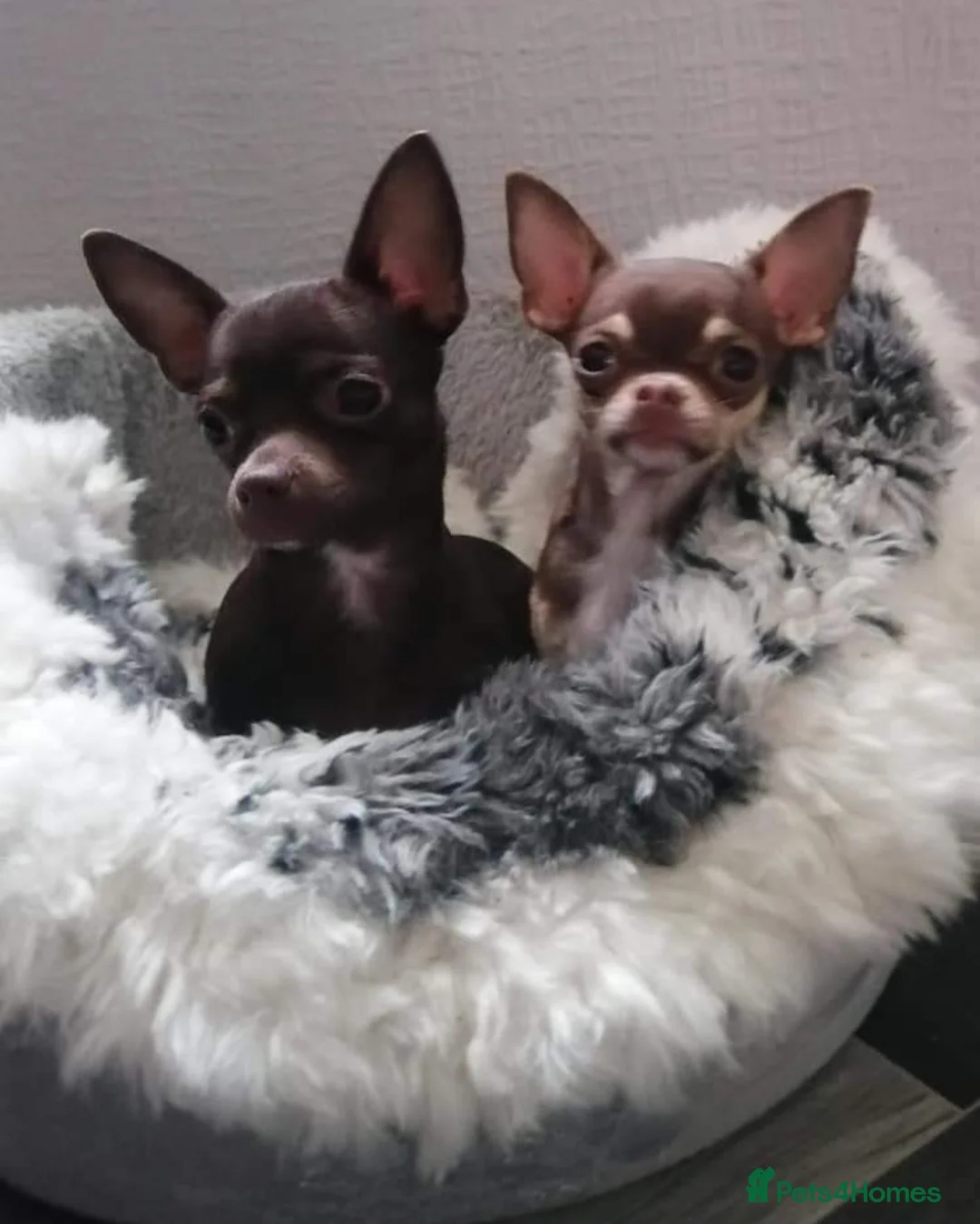 Chihuahua dogs for sale: Forever home needed  - Advert 2