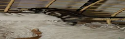 Mixed Breed cats for sale: 2 very beautiful kittens in Peterborough - Advert 6