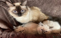 Ragdoll cats for sale: Ragdoll kittens  - Image 4