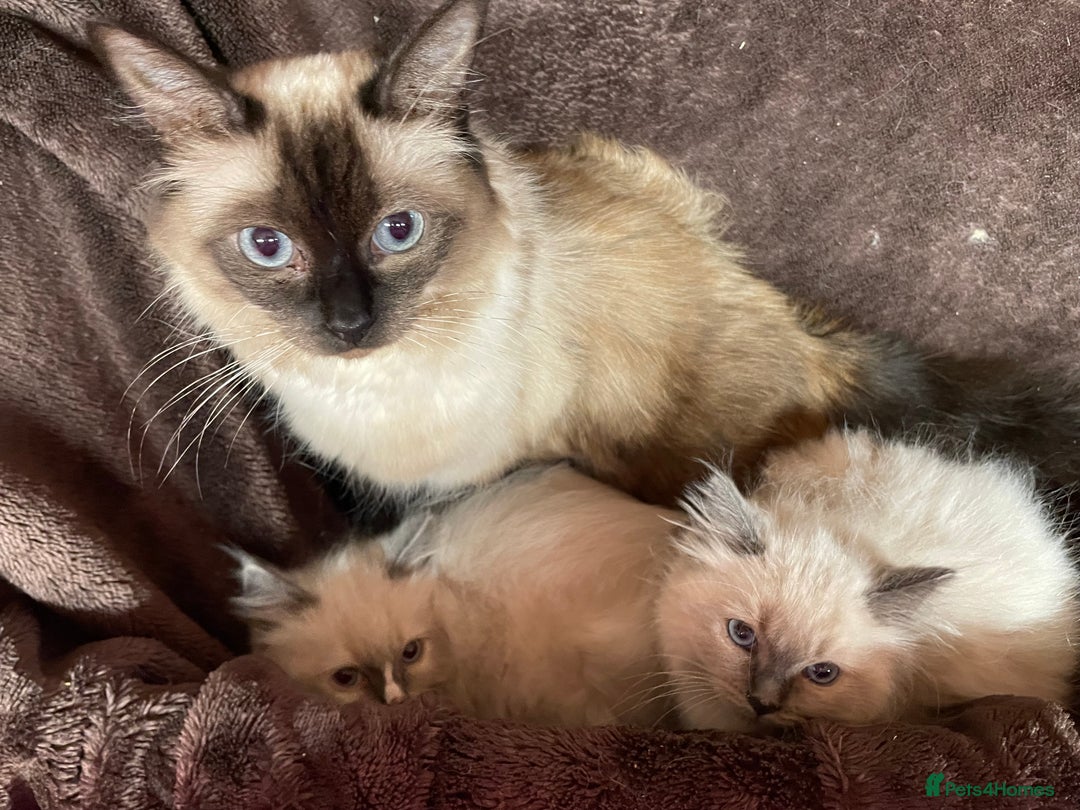 Ragdoll cats for sale: Ragdoll kittens  - Image 4