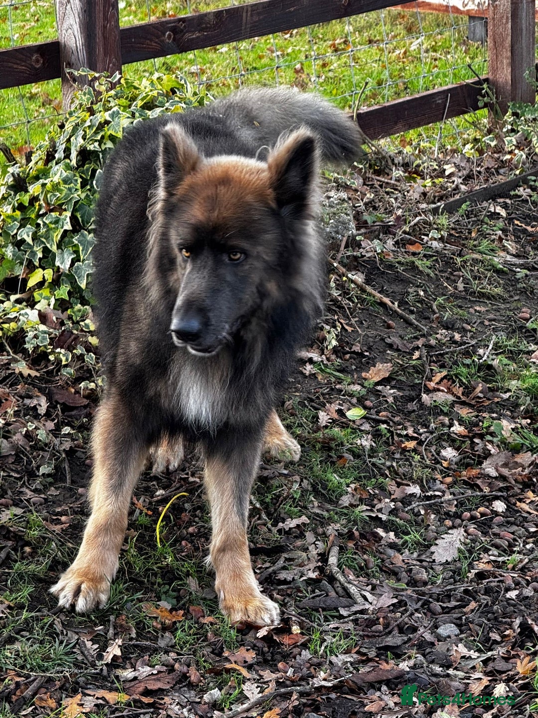 German Shepherd dogs for sale: Blue eyed long hair, blue German shepherds - Advert 29