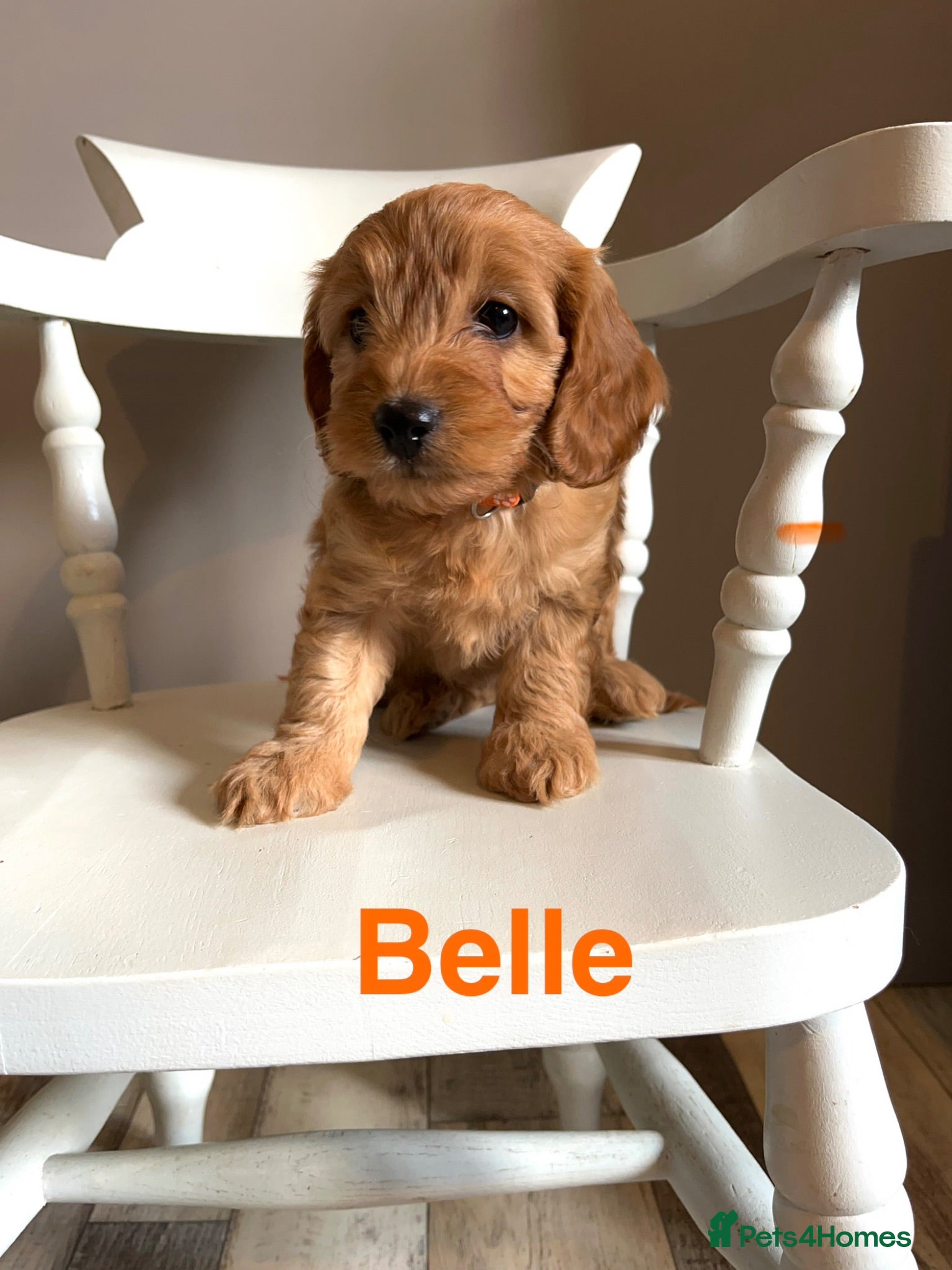 Cockapoo dogs Beautiful Toy cockapoos UPDATED!!!! Ready now!  - Advert 1