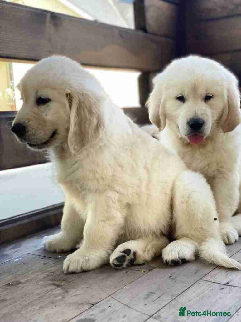 Golden Retriever dogs for sale: Delightfully litter golden retriever puppies in Baldock - Advert 3