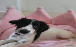 Cocker Spaniel dogs for sale: Black and white female cocker spaniel  - Image 2