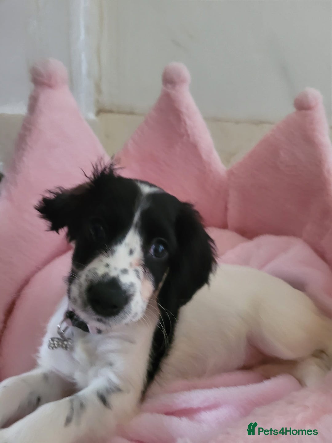 Cocker Spaniel dogs for sale: Black and white female cocker spaniel  - Image 2