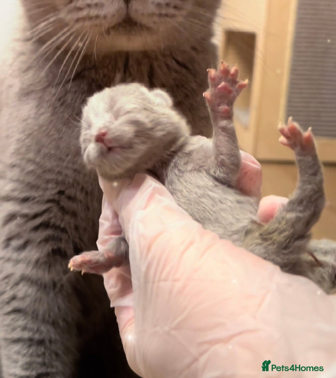 British Shorthair cats for sale: 100% Pure Pedigree Champion line Bsh Reg. Kitten - Advert 5