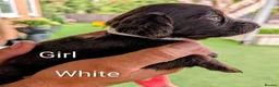 Cocker Spaniel dogs for sale: Adorable cocker spaniels for sale  - Advert 3