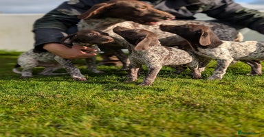 German Shorthaired Pointer dogs - Advert 7