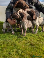 German Shorthaired Pointer dogs - Advert 5