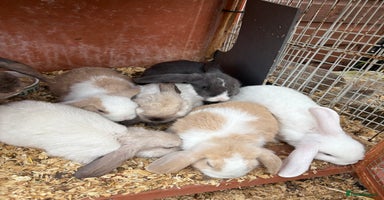 English Lop rabbits - Advert 5