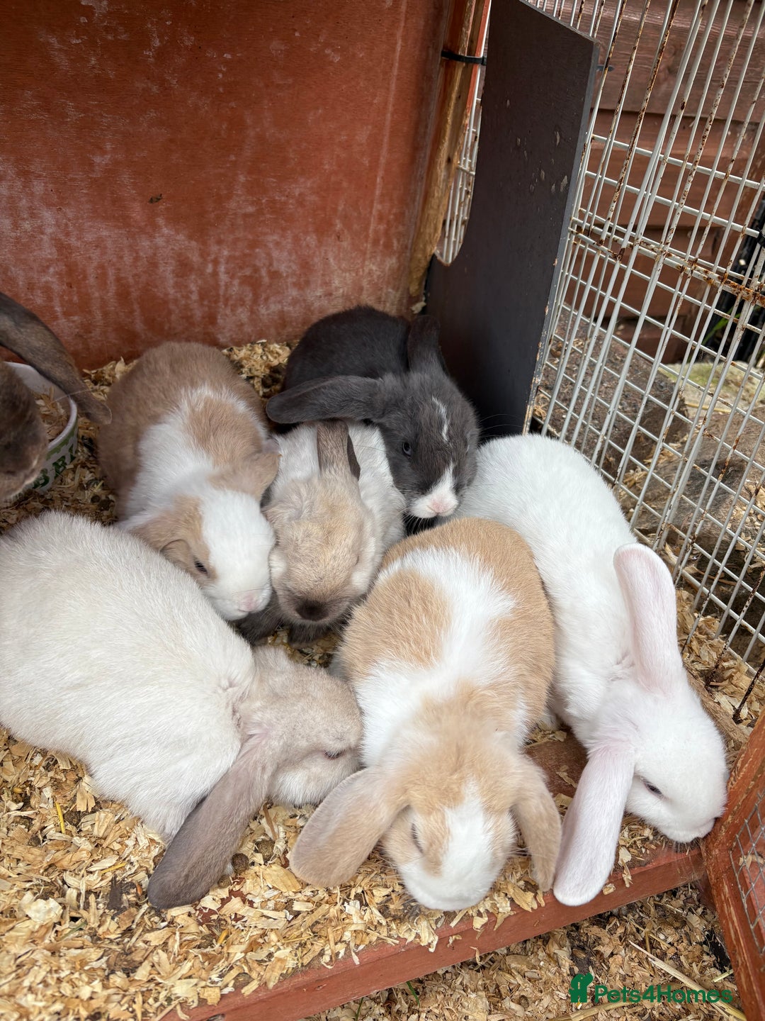 English Lop rabbits for sale: Beautiful Lop babies  - Image 3