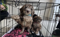 Toy Poodle dogs for sale: Gorgeous Minature Toy Poodles  - Image 2