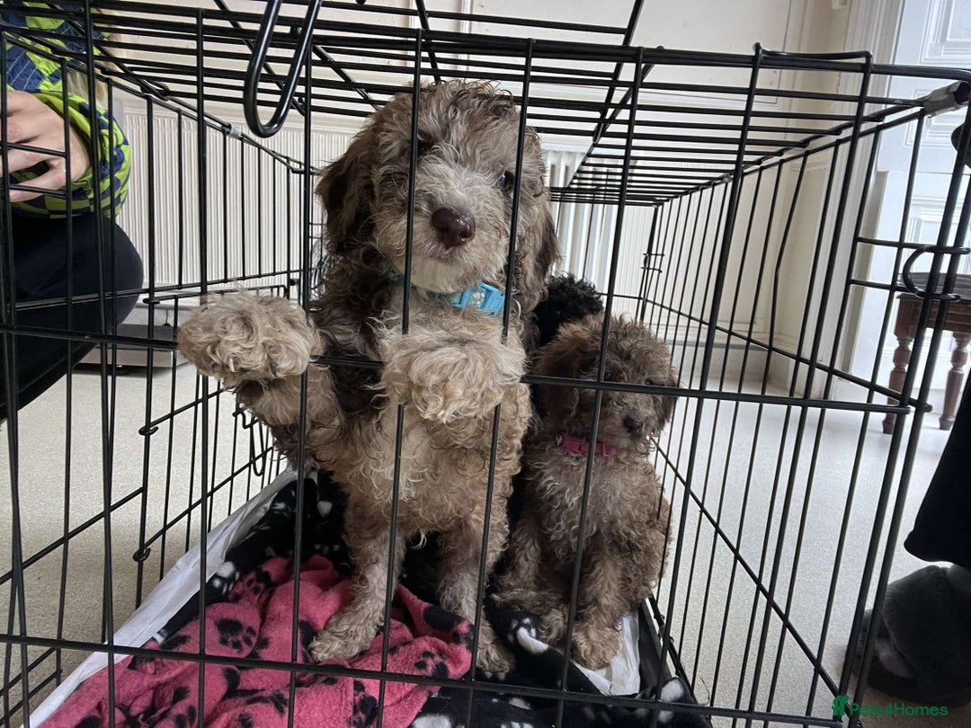 Toy Poodle dogs for sale: Gorgeous Minature Toy Poodles  - Image 2