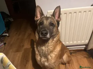 Belgian Shepherd Dog dogs Bear - Belgian shepherd in Bridgnorth - Advert 16