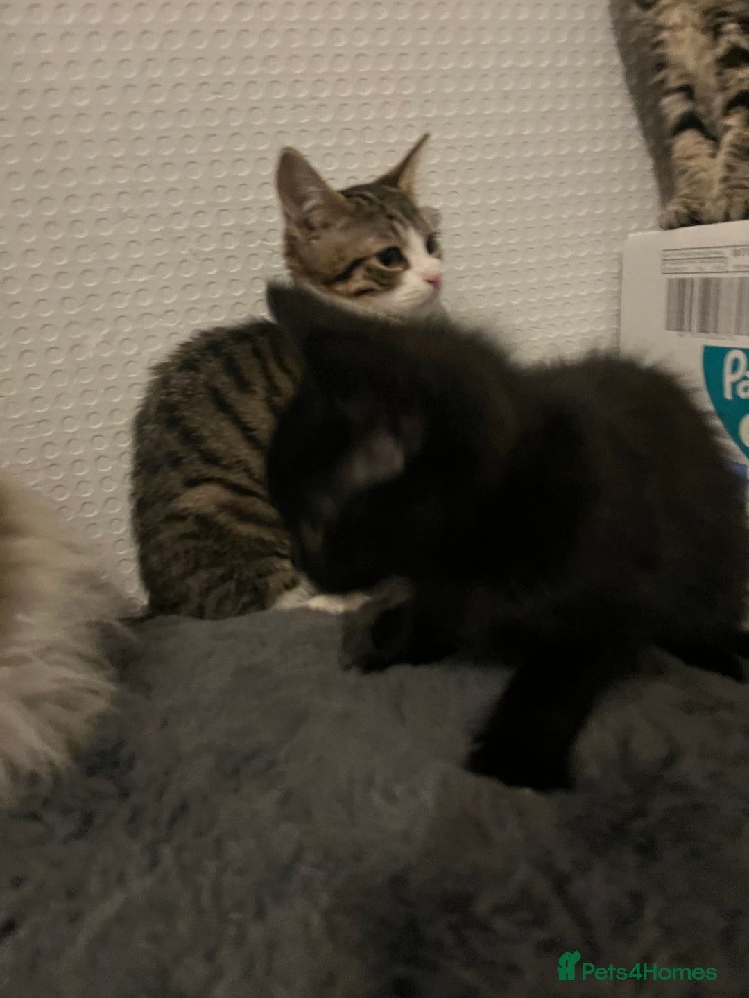 Mixed Breed cats for sale: Beautiful kittens  - Advert 8