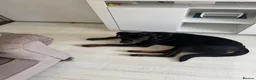 Rottweiler dogs for sale: 7 month old male rottweiler  in Wembley - Advert 5