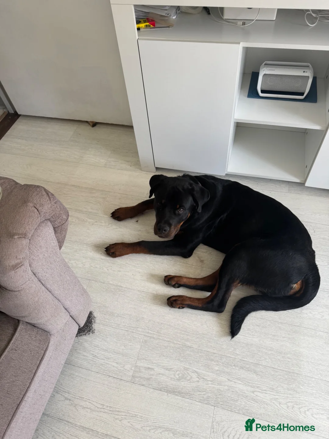 Rottweiler dogs for sale: 7 month old male rottweiler  in Wembley - Advert 5