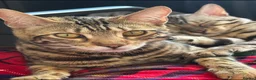 Bengal cats for sale: Bengal kittens looking for a forever home  - Advert 10