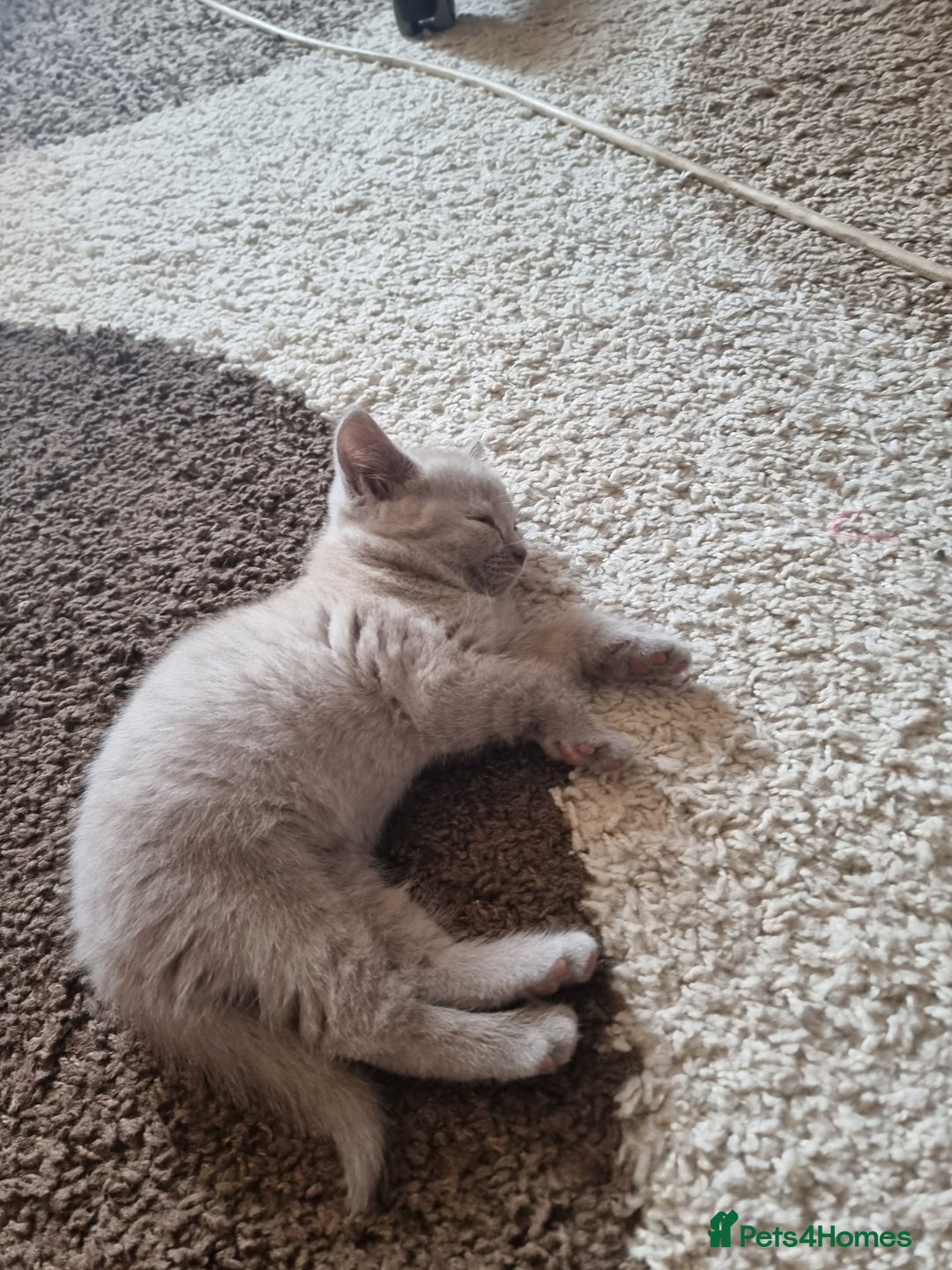 British Shorthair cats for sale: British short hair kittens for sale  - Image 2